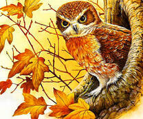 Сыч выглядывает с дупла