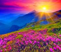 Восход солнца над лавандовым склоном