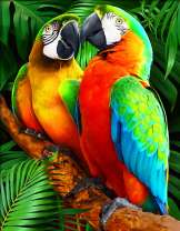 Влюбленные попугаи Ара