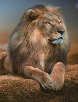 Холеный лев