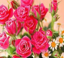 Букет нежных роз и маленьких ромашек