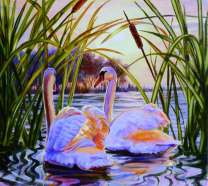 Пара лебедей в зарослях камышей