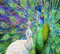 Красивый павлин и белая пава