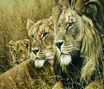 Красивая семья львов в сухой траве