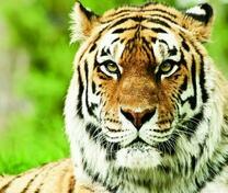 Серьезный тигр на летней поляне