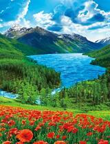 Цветущие маки на склоне горной реки