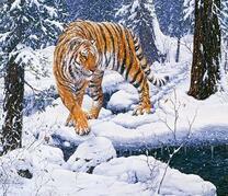 Большой тигр в снежном лесу у реки