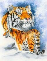 Гуляющих по снегам тигр