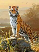 Молодой тигр на фоне туманного леса