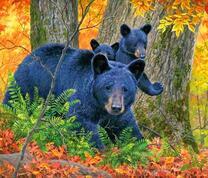 Черные мишки с мамой в осеннем лесу