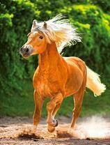 Стремительный молодой жеребенок