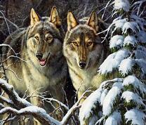 Пара больших волков в заснеженном лесу
