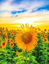 Солнечный подсолнух в поле