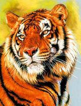 Портрет большого тигра