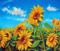 Яркие подсолнухи в поле