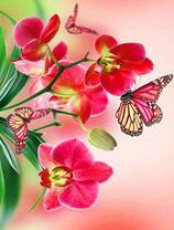 Бабочки на нежных орхидеях