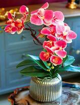 Нежные соцветия орхидеи