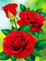 Три розы в капельках росы