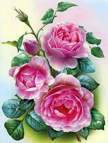 Красивые розы в каплях росы