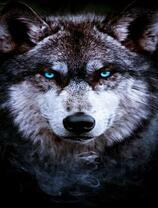 Большой серый волк с голубыми глазами