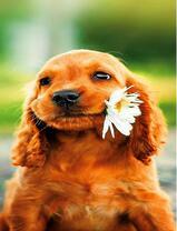 Милый щенок с цветочком