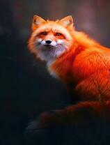 Рыжий и пушистый лис