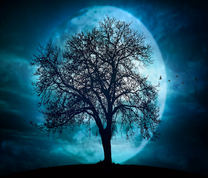Дерево на фоне огромной луны