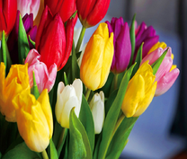 Букет свежих разноцветных тюльпанов