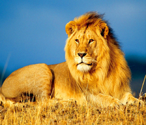 Лев на солнышке