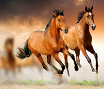 Галоп двух лошадей