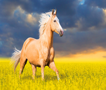 Красивая лошадь среди цветущих полей