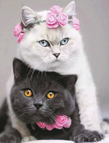 Белая и черная кошечки с веночками