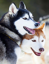 Уставшие хаски