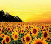 Яркое поле подсолнухов