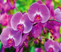 Нежное соцветие фиолетовых орхидей