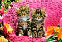 Два котёнка в летнем саду