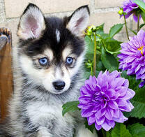 Маленький хаски в георгинах