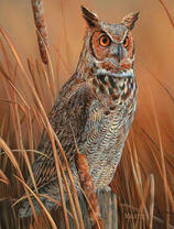 Филин в камышах
