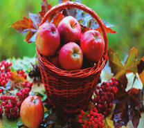 Корзинка красных яблок и рябина