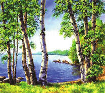 Берег озера в березовом лесу