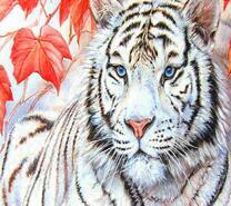 Белый тигр под красными листьями