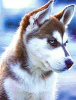 Маленький и милый щенок хаски