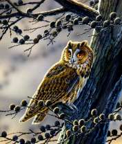 Филин на большой ветке