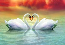 Влюблённые лебеди на фоне заката