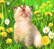 Белый котенок с бабочкой среди цветов