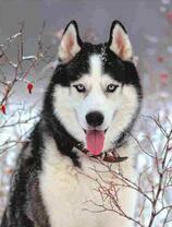 Лайка в зимнем лесу