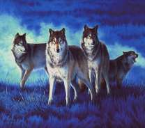 Серые волки в ночном поле