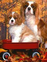 Мама со щенком в осенней листве