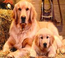 Собака и щенок на соломе