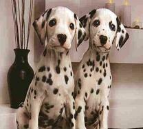 Пара щеночков далматинца